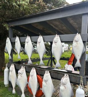 Halibut galore: Cook Inlet Fishing bliss!